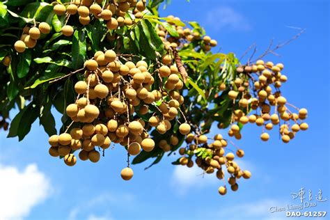 龍眼 樹|龍眼植株特性